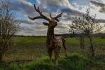 Pferde, Hirsche & Giraffen