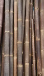 Bambusrohr "M", "Wulung" Gigantochloa atroviolacea,, Die Farbe ist braunschwarz. Die Länge beträgt 600 cm. 