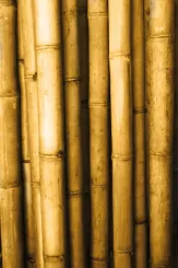 Bambus "Apus" Gigantochloa apus. Die Farbe ist gelb-braun. Die Länge beträgt 600 cm. 
