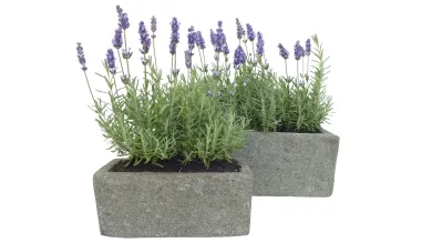 Pflanzgefäß, rechteckig, glatt, 25 cm 