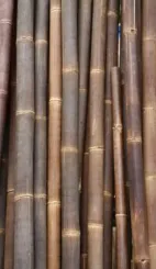 Bambusstab "L". Bambus "Petung" Dendrocalamus asper. Die Farbe ist gelb-braun. Die Länge beträgt 300 cm. 