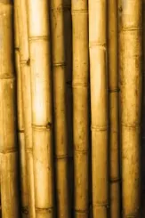 Bambusstab "L". Bambus "Petung" Dendrocalamus asper. Die Farbe ist gelb-braun. Die Länge beträgt 400 cm. 