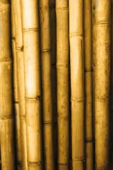 Bambus "Apus" Gigantochloa apus. Die Farbe ist gelb-braun. Die Länge beträgt 300 cm. 