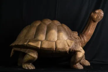 Schildkröte, 100 cm 