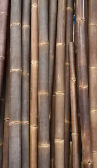 Bambus "Petung" Dendrocalamus asper, die Farbe ist braunschwarz. Bambusstab "L", der Durchmesser beträgt etwa 6-8 cm und die Länge 400 cm. 