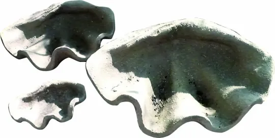 Muscheldeko, 30 cm, fossil 
