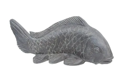Koikarpfen, 55 cm 