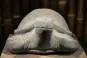 morepic-3