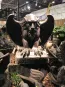 morepic-6